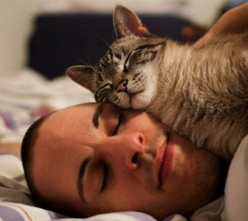 durmir cun gato como causa de infestación de parasitos